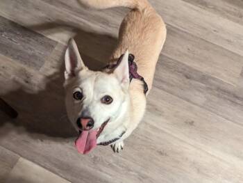 Andromeda -  Pomeranian and Husky Dog for Adoption in Carson City, Nevada - Andromeda | PetCurious