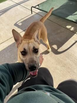 Labrador Retriever Dogs Available for Adoption in Seward, Nebraska - Scarlett | PetCurious