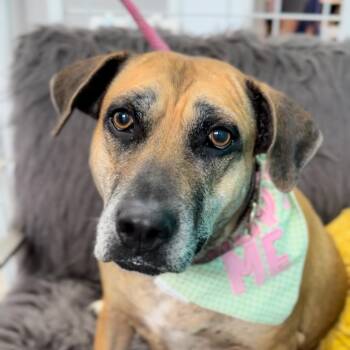 Rescue Black Mouth Cur Dogs for Adoption in Houston, Texas - Momma | PetCurious