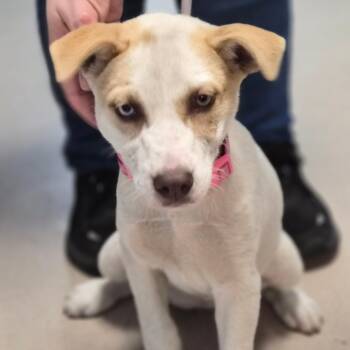 Mixed Breed Dogs Available for Adoption in Vineland, New Jersey - Miku | PetCurious