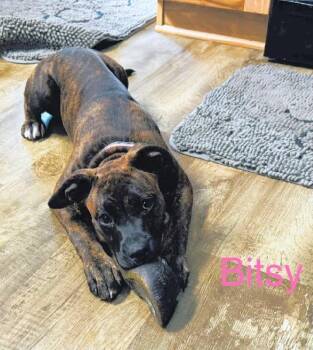 Boxer and Pit Bull Terrier Dogs Available for Adoption in Aurora, Illinois - Bitsy | PetCurious
