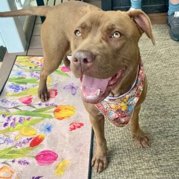 Rescue Pit Bull Terrier Dogs for Adoption in Greensboro, North Carolina - Nestle | PetCurious