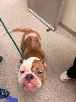 Faith -  American Bulldog Dog for Adoption in Disputanta, Virginia - Faith | PetCurious