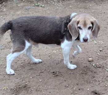 Rescue Beagle Dogs for Adoption in Apple Valley, California - Pepe | PetCurious