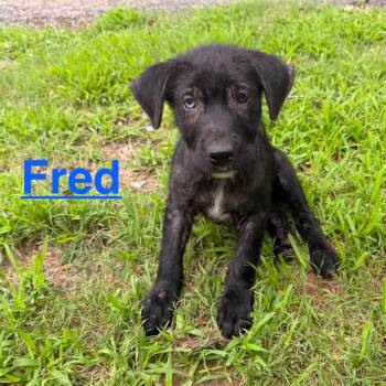 Fred (20260603-03) -  Black Labrador Retriever and Great Pyrenees Dog Available for Adoption in Niagara Falls, Ontario - Fred (20260603-03) | PetCurious