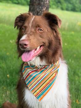 Chase -  Mixed Breed Dog for Adoption in Menomonie, Wisconsin - Chase | PetCurious