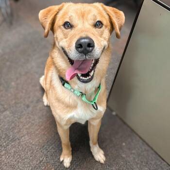 Golden Retriever and Cattle Dog Dogs Available for Adoption - Oso | PetCurious
