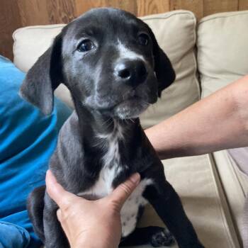 Bunny -  Terrier and Mixed Breed Dog for Adoption in Spokane, Washington - Bunny | PetCurious