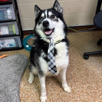 Husky Dogs Available for Adoption in Chehalis, Washington - Coach | PetCurious