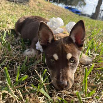 Husky Dogs Available for Adoption - Maple | PetCurious