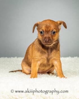 Huey - Puppy - Coming Late August -  Chihuahua Dog for Adoption in Plano, Texas - Huey - Puppy - Coming Late August | PetCurious