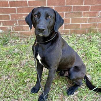 Flint - Foster Needed -  Black Labrador Retriever Dog for Adoption in Monticello, Minnesota - Flint - Foster Needed | PetCurious