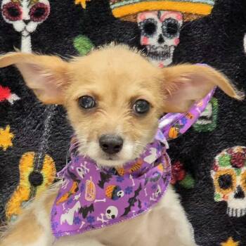 Apa -  Chihuahua Dog for Adoption in Goleta, California - Apa | PetCurious