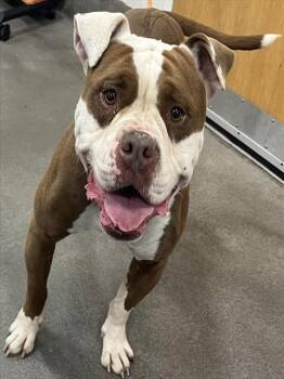 ZUKO -  American Bulldog Dog for Adoption - ZUKO | PetCurious