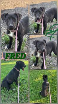 FRED -  Black Labrador Retriever and Border Collie Dog for Adoption in Jackson, Tennessee - FRED | PetCurious