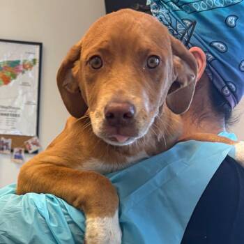 Hound and Pointer Dogs Available for Adoption in Nashville, Tennessee - Shazam | PetCurious