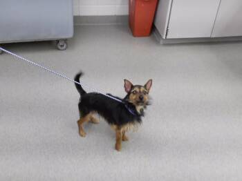 MONROE -  Parson Russell Terrier and Mixed Breed Dog for Adoption in Omaha, Nebraska - MONROE | PetCurious