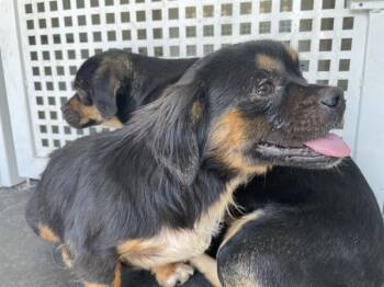 RALPH -  Chihuahua and Pug Dog for Adoption in Riverside, California - RALPH | PetCurious