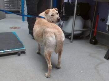 Shar Pei and Mixed Breed Dogs Available for Adoption in Albuquerque, New Mexico - BUTTER | PetCurious
