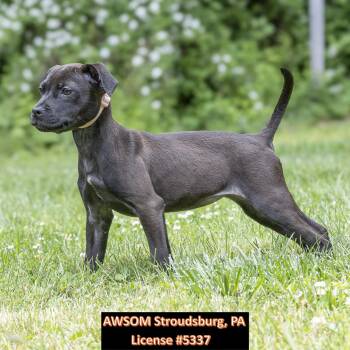 Hound Dogs Available for Adoption in Stroudsburg, Pennsylvania - Princess Peach | PetCurious