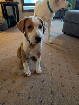 Loki -  Mixed Breed Dog for Adoption in De Pere, Wisconsin - Loki | PetCurious