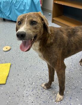 Rescue Plott Hound Dogs for Adoption in Senatobia, Mississippi - Goliath | PetCurious