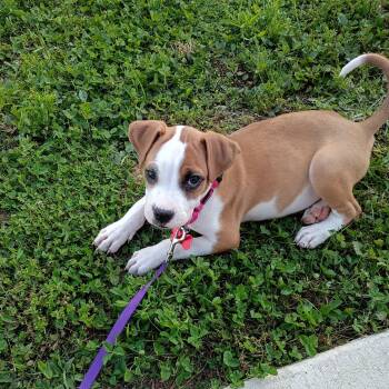 Khloe -  Boxer Dog for Adoption in Houston, Texas - Khloe | PetCurious