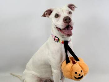 Rescue Pit Bull Terrier Dogs for Adoption in Loveland, Colorado - INDY | PetCurious