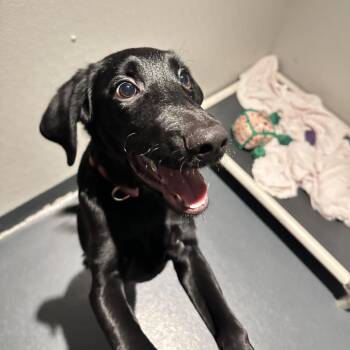 Black Labrador Retriever and Mixed Breed Dogs Available for Adoption in New York, New York - Sailor | PetCurious