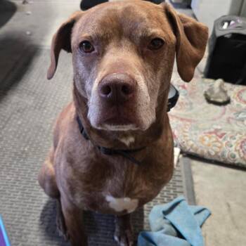 Boxer Dogs Available for Adoption - Xerxes | PetCurious