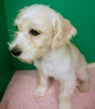Paul -  Poodle and Terrier Dog for Adoption in Houston, Texas - Paul | PetCurious