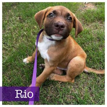 Rio -  Black Mouth Cur and Terrier Dog for Adoption in Cumming, Georgia - Rio | PetCurious