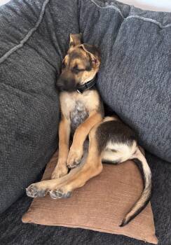 Luka -  German Shepherd Dog Dog for Adoption in Bend, Oregon - Luka | PetCurious