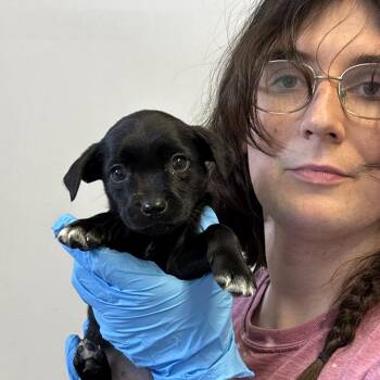 Chihuahua and Feist Dogs Available for Adoption in Hattiesburg, Mississippi - Furiouser | PetCurious