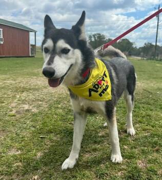 Rescue Husky Dogs for Adoption in Troy, Alabama - Cable | PetCurious