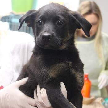 Shepherd and Australian Shepherd Dogs Available for Adoption in Cleveland, Mississippi - Strawberry Shortcake | PetCurious