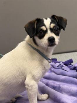 SABRETOOTH -  Chihuahua and Mixed Breed Dog for Adoption in Indianapolis, Indiana - SABRETOOTH | PetCurious