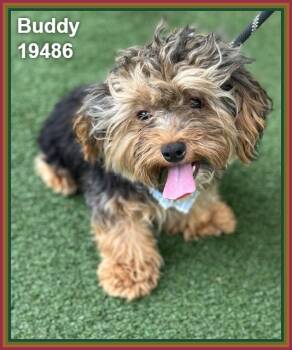 BUDDY (see also BUTTERCUP and BUBBLES) -  Yorkshire Terrier Dog Available for Adoption in Marietta, Georgia - BUDDY (see Also BUTTERCUP And BUBBLES) | PetCurious