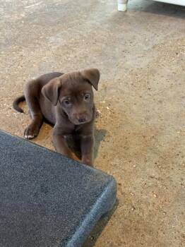 Wren -  Labrador Retriever and Mixed Breed Dog for Adoption in Picayune, Mississippi - Wren | PetCurious