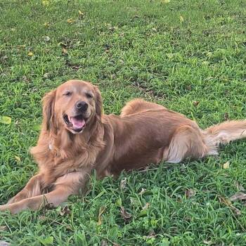Daisy -  Golden Retriever Dog for Adoption in Waterville, Ohio - Daisy | PetCurious