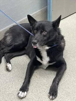 WALDO -  German Shepherd Dog and Mixed Breed Dog for Adoption in Las Vegas, Nevada - WALDO | PetCurious
