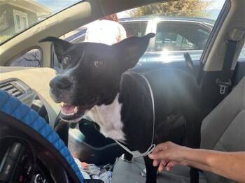 MONTY -  Australian Cattle Dog Blue Heeler Dog for Adoption in San Antonio, Texas - MONTY | PetCurious