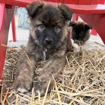Rescue Norwegian Elkhound Dogs for Adoption in Fairfax, Virginia - Noel | PetCurious