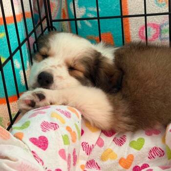 Lulu -  Australian Shepherd and Collie Dog for Adoption in Montgomery, Texas - Lulu | PetCurious