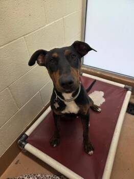 Doberman Pinscher and Shepherd Dogs Available for Adoption in Kennewick, Washington - Bruno | PetCurious