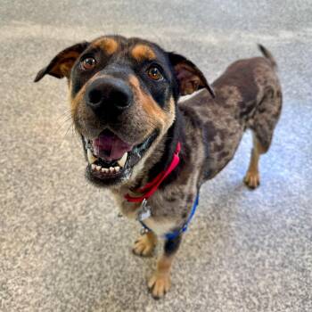 Spot -  Shepherd and Mixed Breed Dog for Adoption in Falls Church, Virginia - Spot | PetCurious