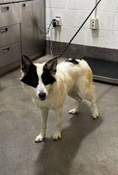 EMILY -  Collie and Shetland Sheepdog Sheltie Dog for Adoption - EMILY | PetCurious