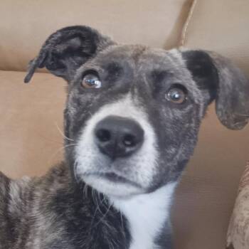 Mixed Breed Dogs Available for Adoption - Knox | PetCurious