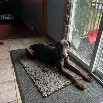 Doberman Pinscher Dogs Available for Adoption - Milo | PetCurious