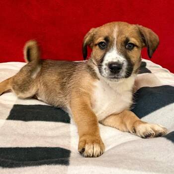 Beagle Dogs Available for Adoption in Pekin, Illinois - Headliner | PetCurious